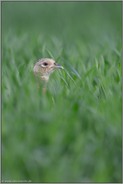 ein kurzer Blick... Jagdfasan * Phasianus colchicus *, Fasanenhenne versteckt sich im wachsenden Getreidefeld, im Winterweizen, schaut heraus, sichert